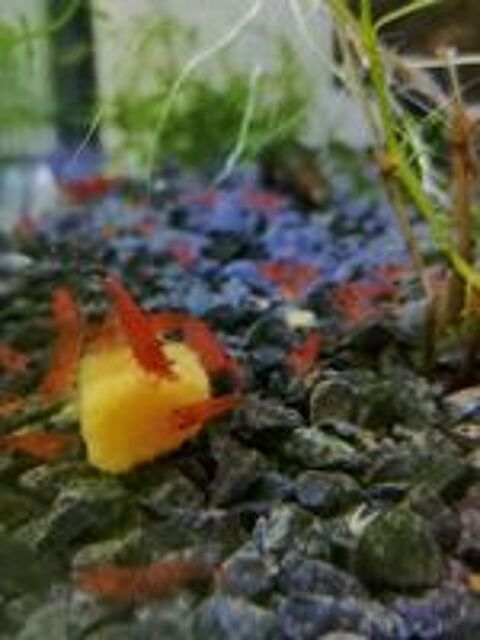   Crevettes red cherry
