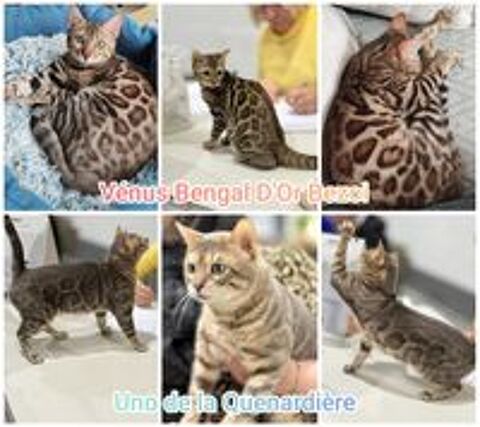   Femelle Bengal LOOF Snow Mink  