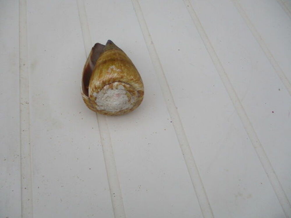 coquillage 