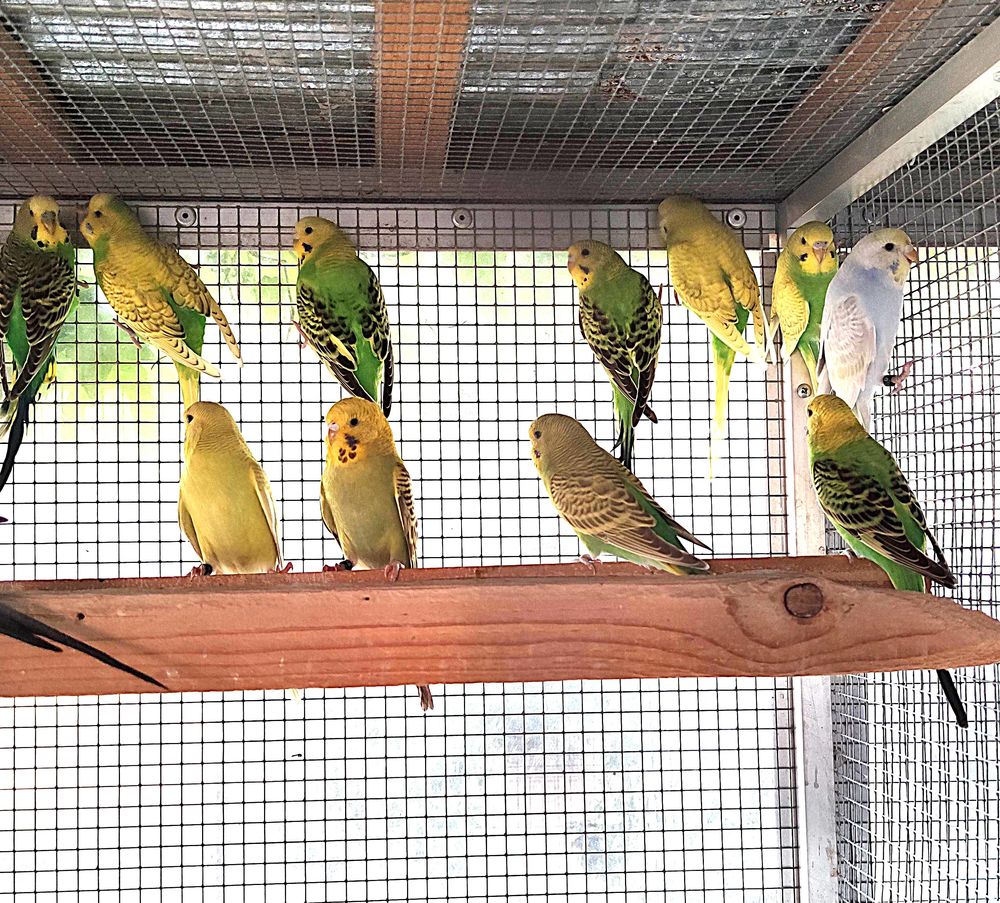   PERRUCHES ONDULEES et CANARIS 