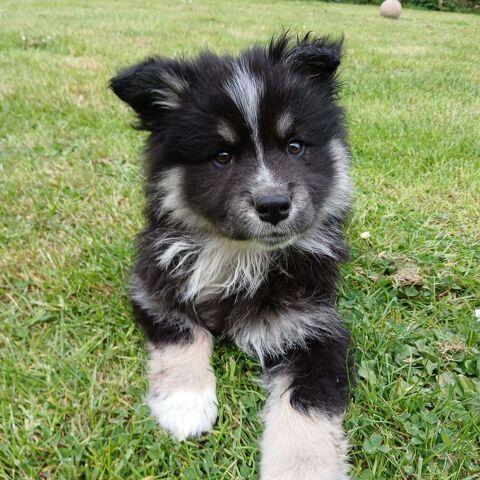 Chiots finnois de Laponie LOF 1000 89250 Gurgy