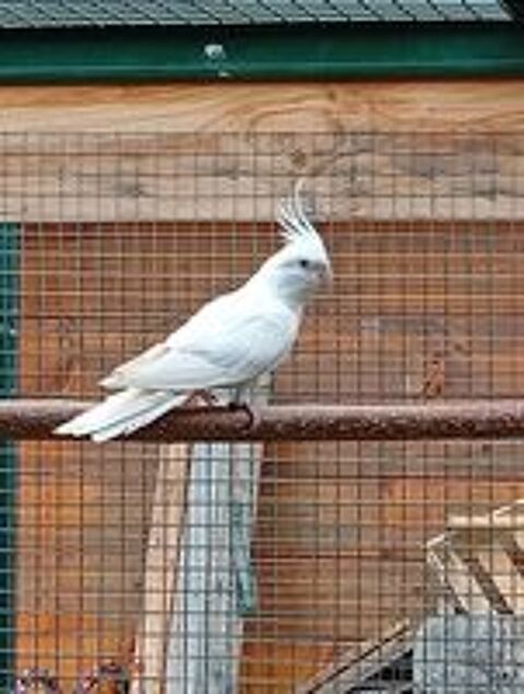   Calopsitte femelles blanches 2026 