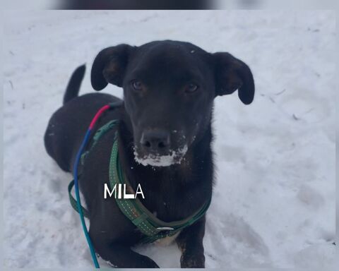 MILA en refuge Ukraine 0 75018 Paris