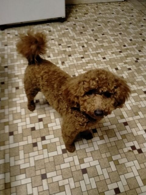 saillie par mon mâle caniche 450 35580 Guichen
