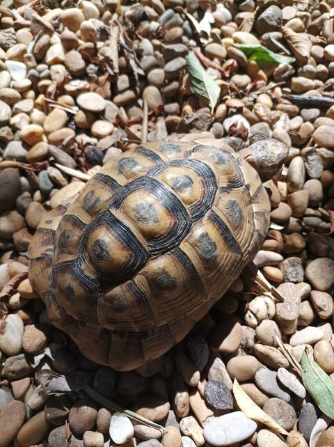 Beau mâle grec âgé de 10 ans 150 34500 Bziers