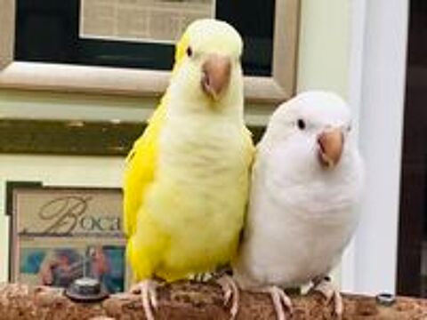   Très Belle Conure Souris EAM TRÈS BIEN APPRIVOISÉES 2026 
