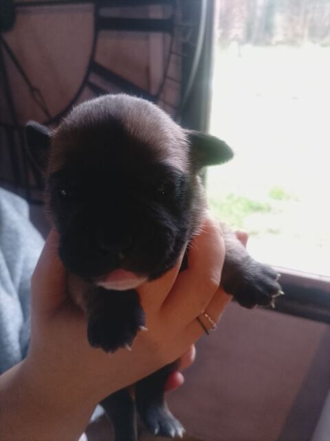 A réserver 7 magnifique chiots bulldog Continental  950 31660 Bessires