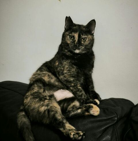 NINA 220 27620 Gasny