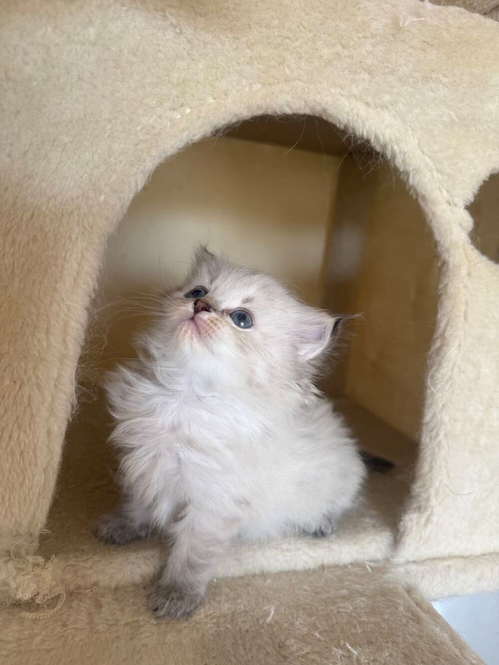    Chatons Sibériens LOOF disponibles 