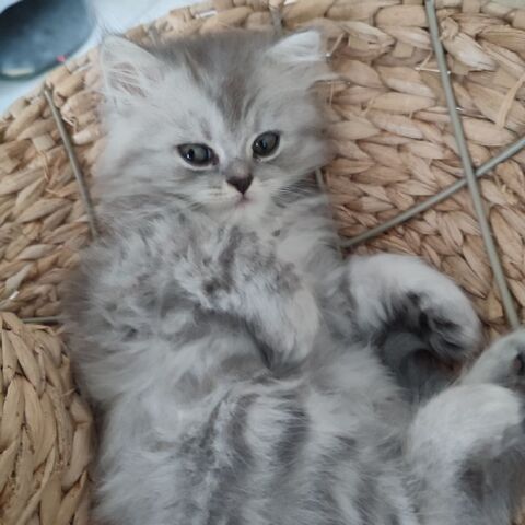 Chatons persans chinchilla 650 85150 Sainte-foy