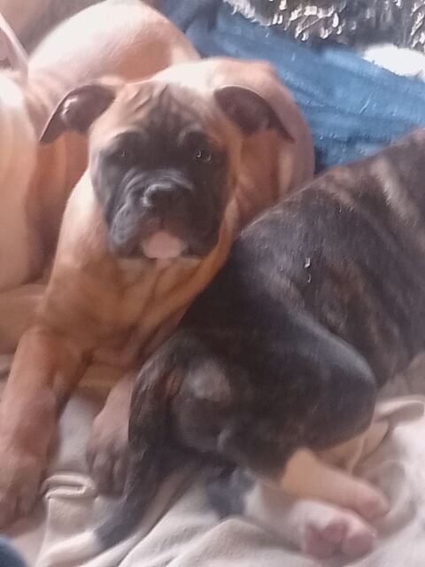 Un m&acirc;le bulldog continental nee le 20/11/2025 1000 31660 Bessi�res