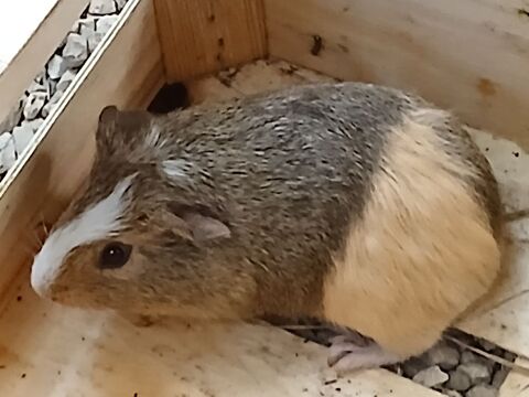 
cochon d'inde 10 07400 Le teil