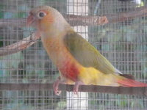   3 jeunes conures molinaé 