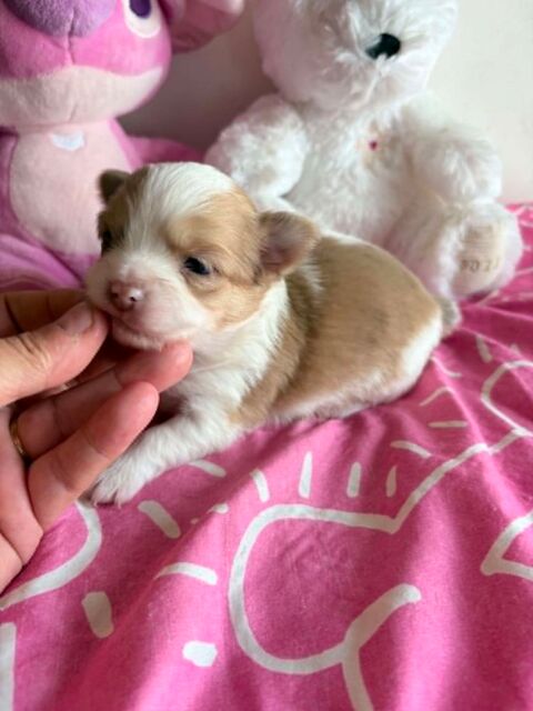 Magnifique chiot chihuahua poil long 850 60400 Noyon