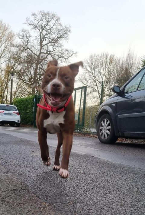 Quel beau chien, ce TATUM ! 350 91000 �vry