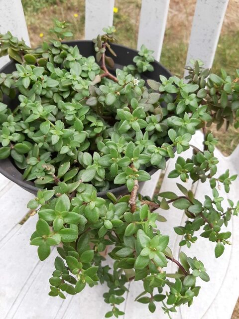 BEGONIA plante grasse -PORCELAINE succulente- SEDUM Palmeri 3 Mont-de-Marsan (40)