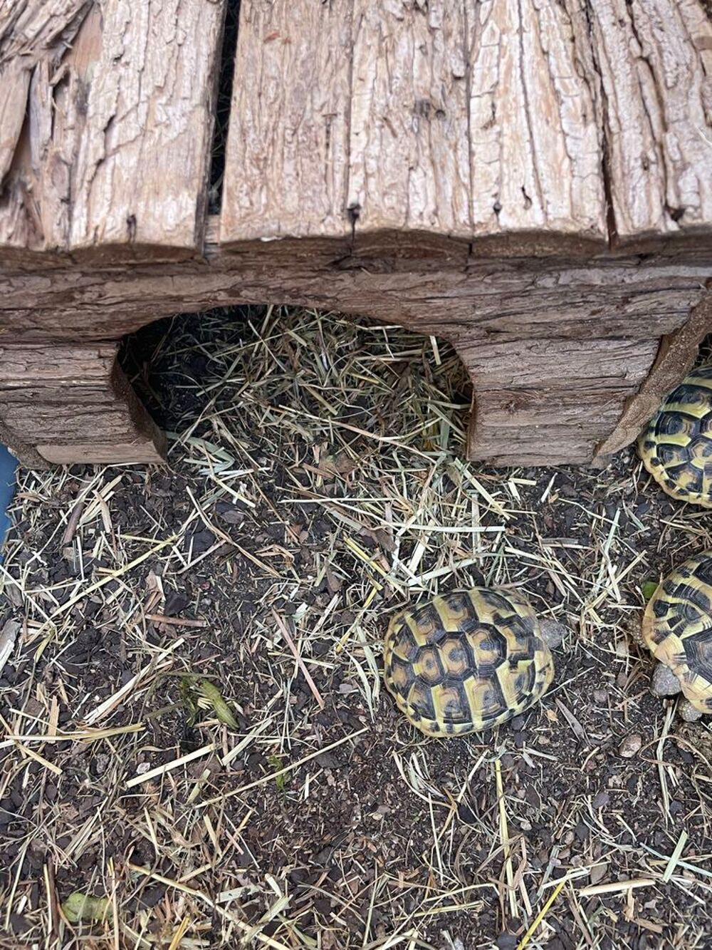 Cabane tortues Jardin