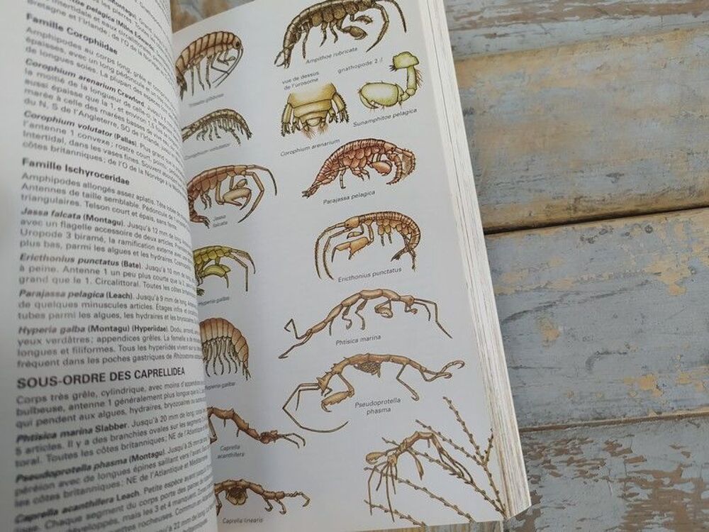 Livre Delachaux et Niestl&eacute; Guide des Bords de Mer 
Livres et BD