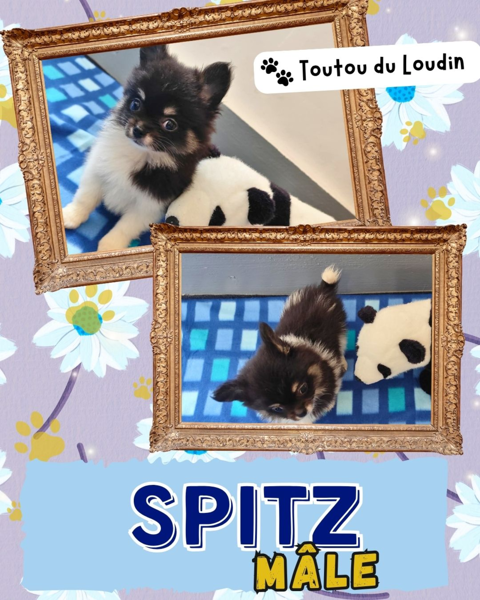 Chiot spitz m&acirc;le 1200 18140 Pr�cy