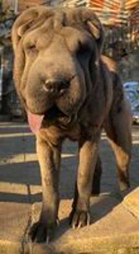   Femelle sharpei de couleur bleu 