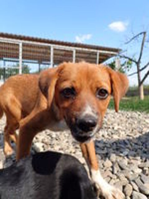   Hocus à l'adoption 
