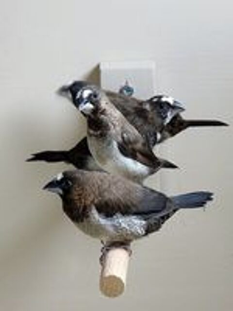   Oiseaux moineaux mdj male pas de femelle 