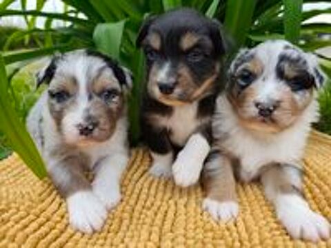   chiot berger australien 