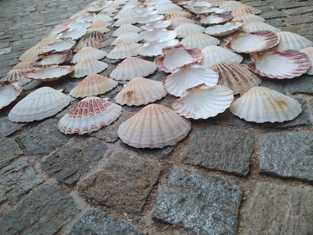 coquilles Saint Jacques Décoration