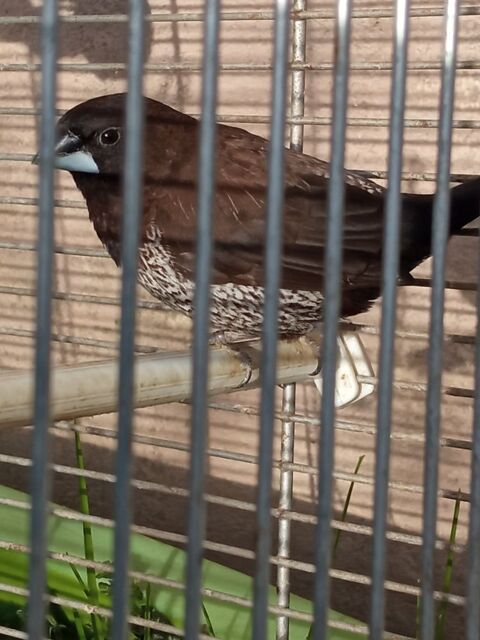 Moineau du japon 8 44460 F�gr�ac