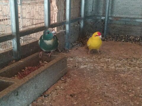 Kakariki 100 81370 Saint-sulpice