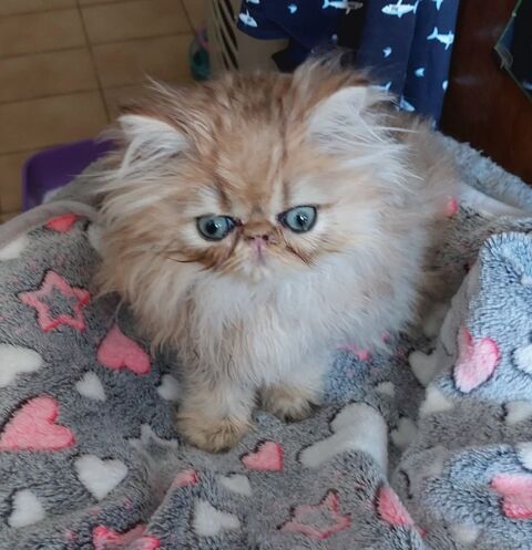 Magnifiques chatons Persans  700 95500 Le thillay