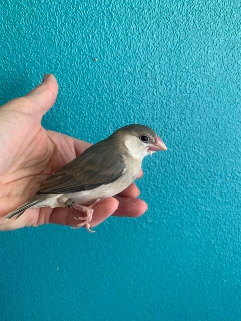 Paddas apprivois&eacute;s 100 60700 Pont-sainte-maxence