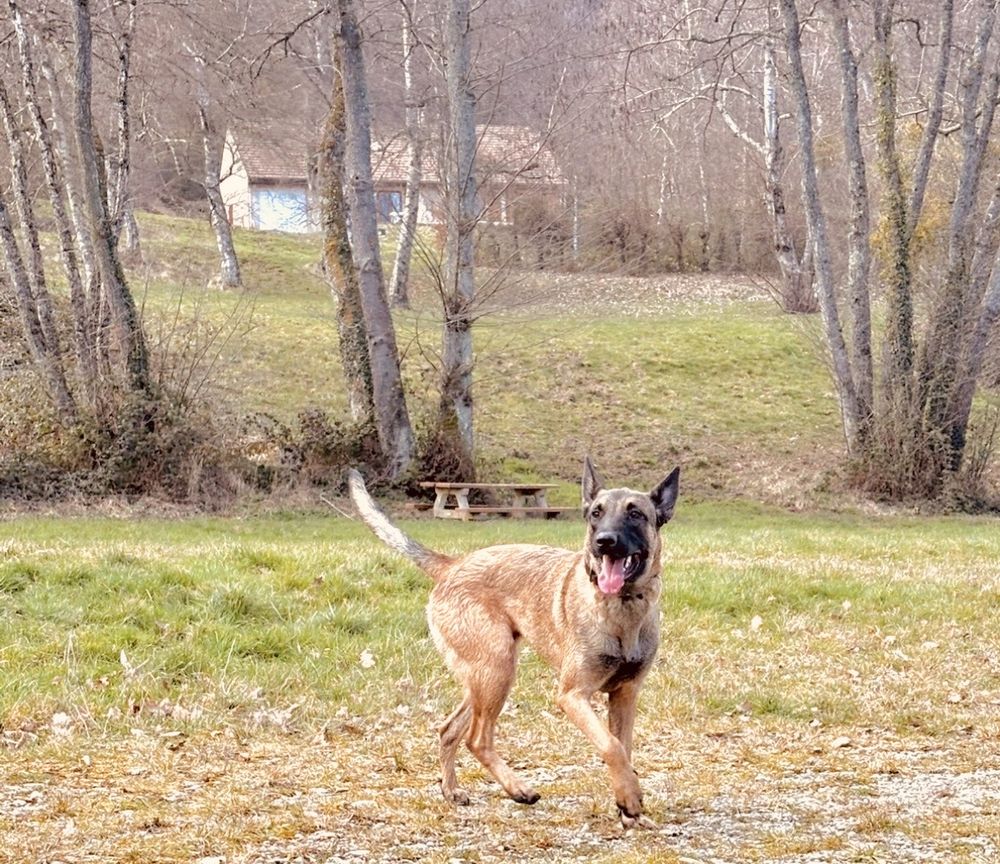   Donne femelle malinois 
