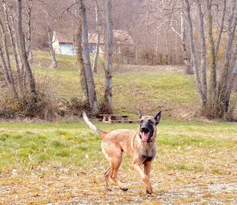 Donne femelle malinois 0 38160 Saint-marcellin