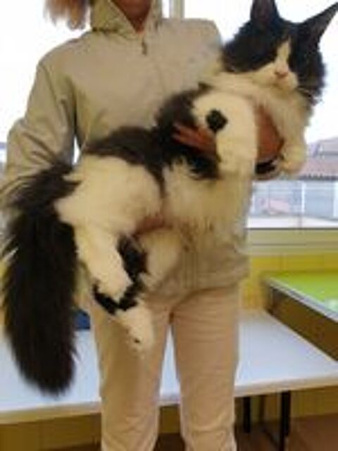  Adorables Chatons Maine Coon 