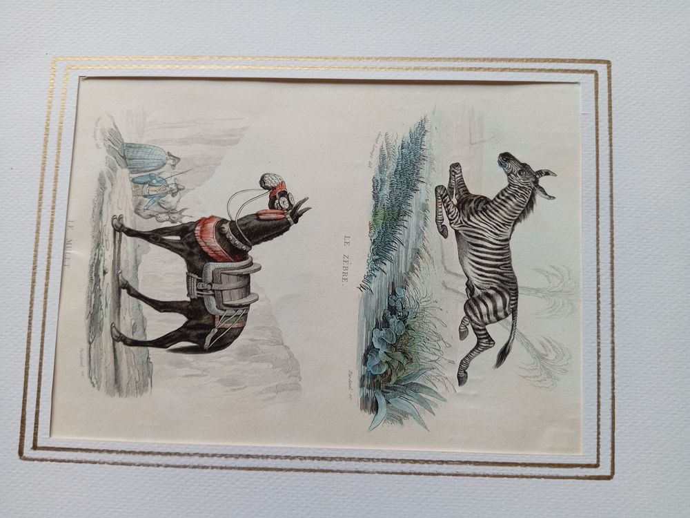  MAMMIFERES 52 GRAVURES ORIGINALES DE BUFFON DE 1839
