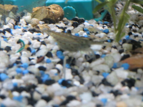 Poissons  et crevettes 39 16000 Angoulme