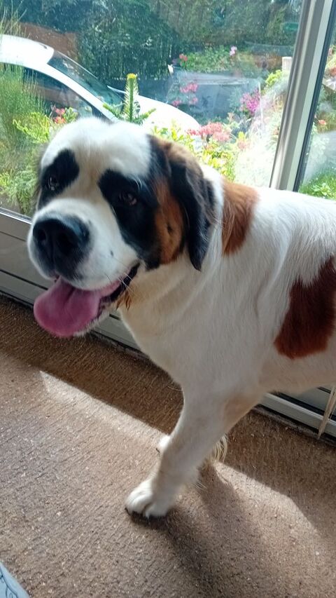 Chienne Saint-Bernard 300 52200 Langres