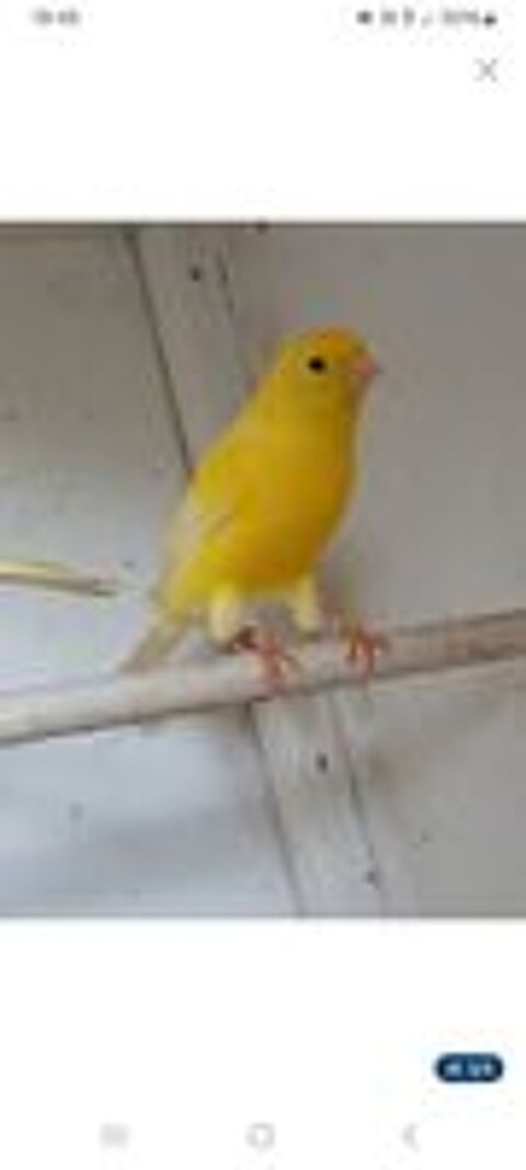   Canaris  