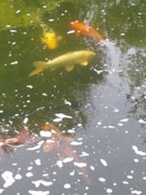   Poisson et plante d'ornement.  