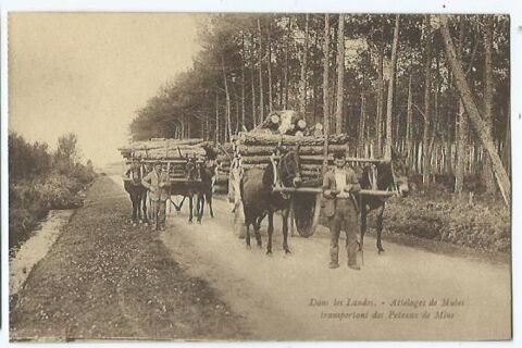 Dans les landes attelages de mules 5 Castel-Sarrazin (40)