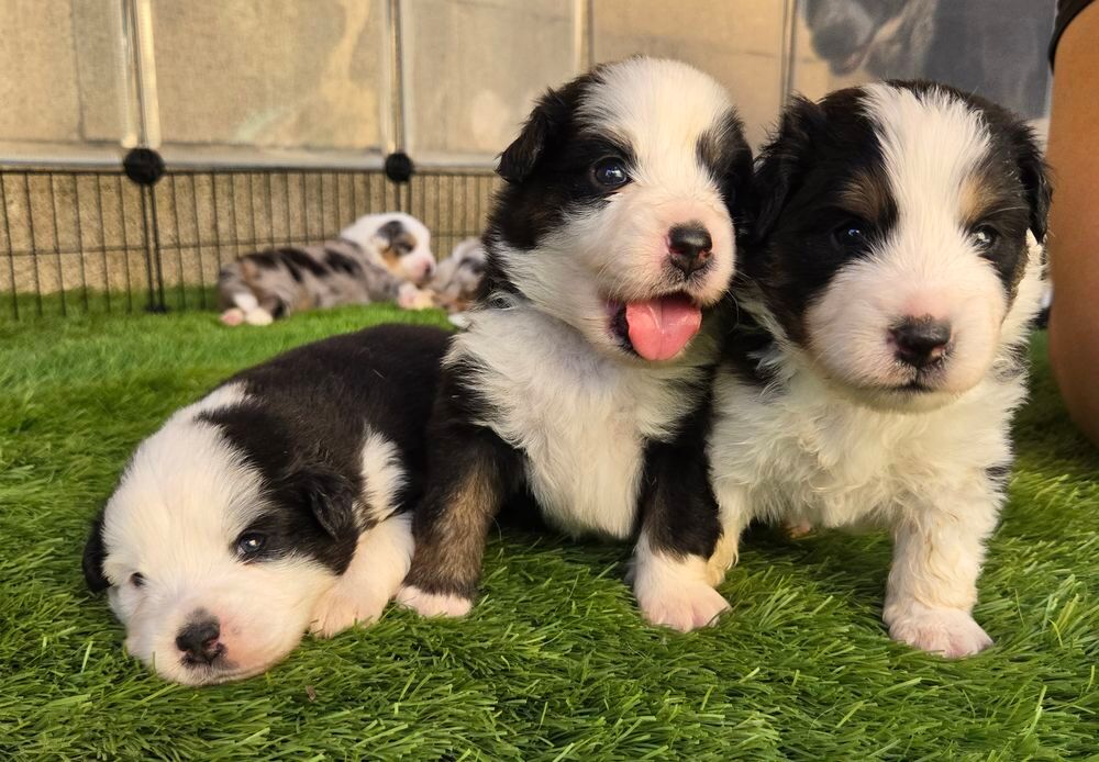   Chiot berger americain miniature lof 