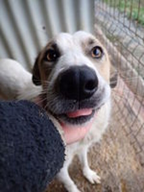   Siana � l'adoption 