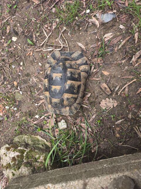 tortue de 18 ans 350 84400 Apt