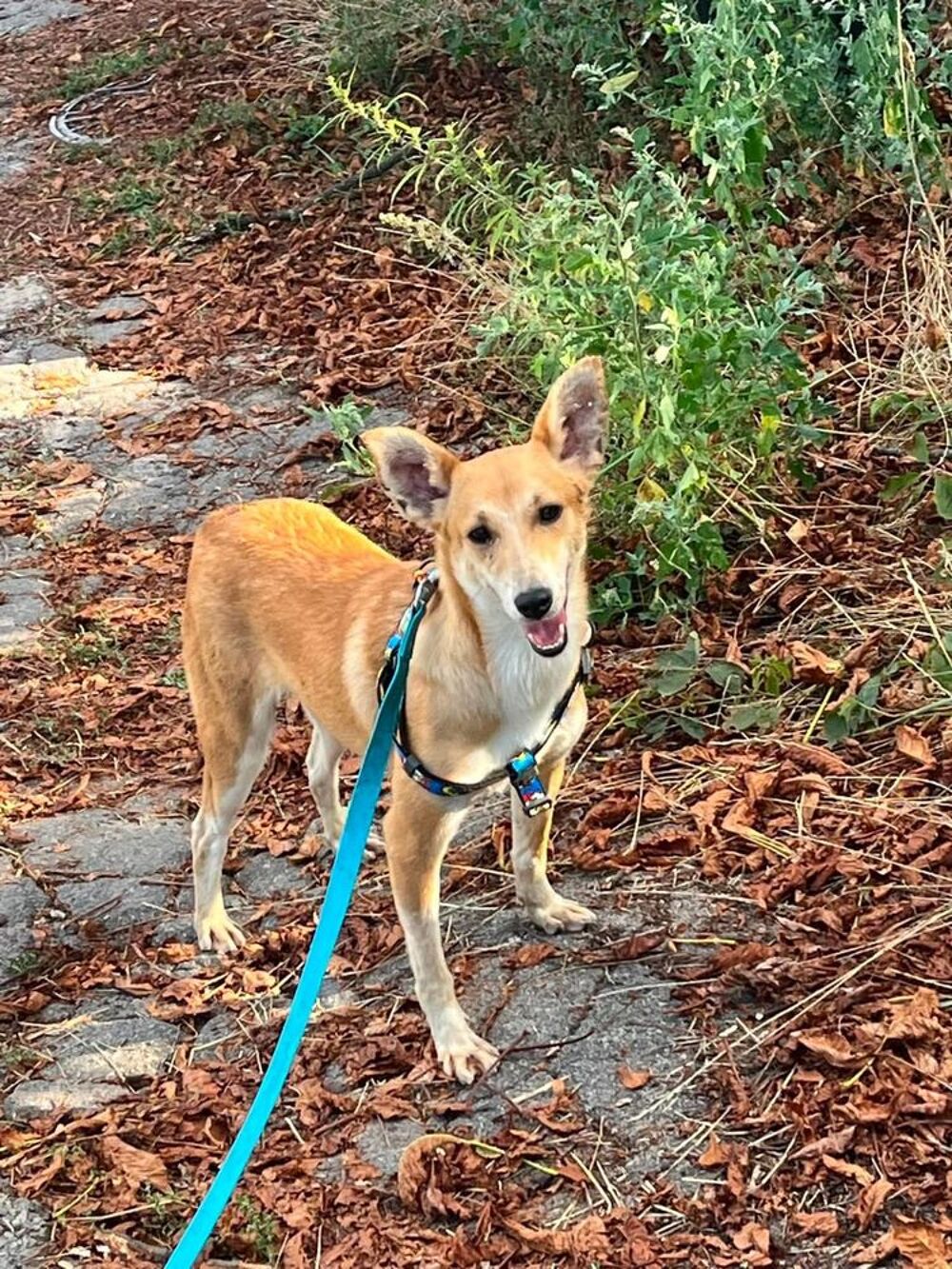   A L'ADOPTION STASIA SE TROUVE EN REFUGE UKRAINE 