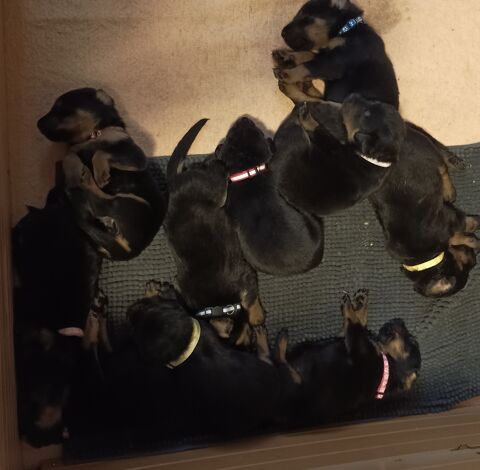 Chiot beauceron à reserver  700 77320 La fert-gaucher