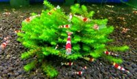   Plante / Mousse : Rare Moss pour aquarium 