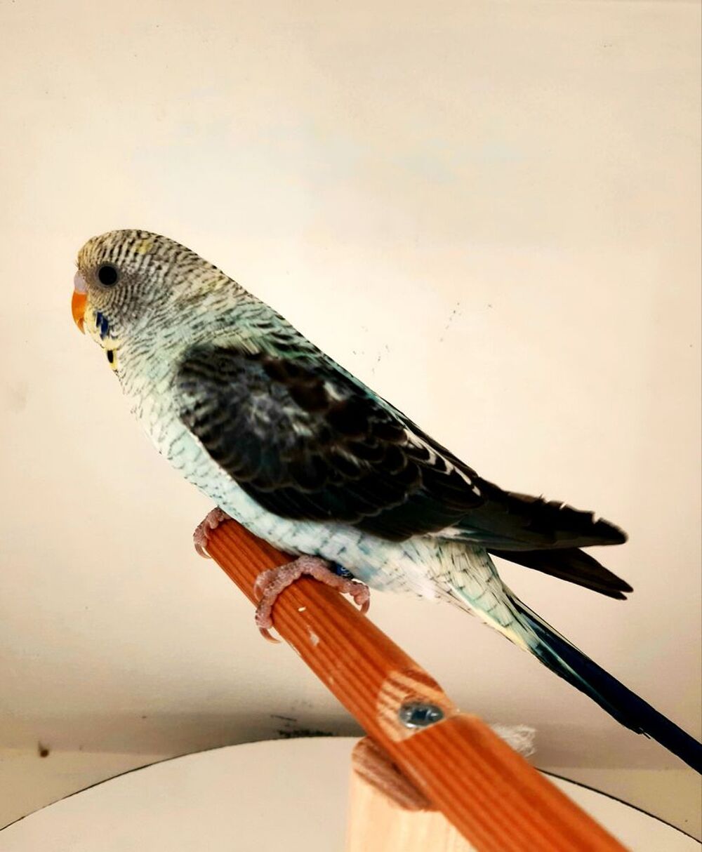   perruche ondulée dans différentes mutations 