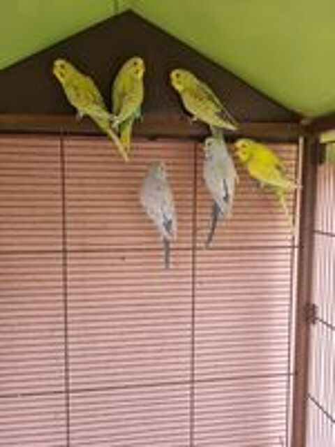   Perruches ondules 2025 