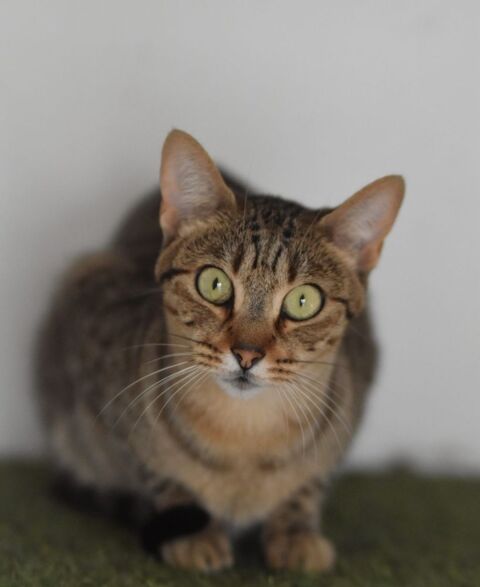 ISIDORO 230 27620 Gasny